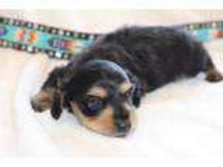 Dachshund Puppy for sale in Kopperl, TX, USA