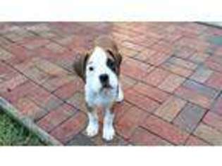Boxer Puppy for sale in Pleasant Hill, OH, USA