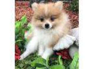 Pomeranian Puppy for sale in Wadsworth, OH, USA