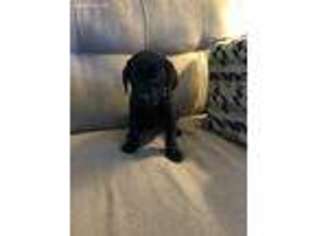 Labrador Retriever Puppy for sale in Madison Heights, MI, USA