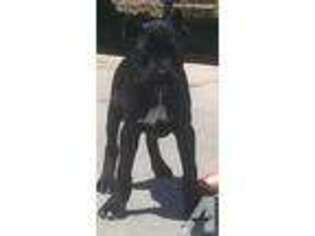Cane Corso Puppy for sale in LINCOLN, CA, USA