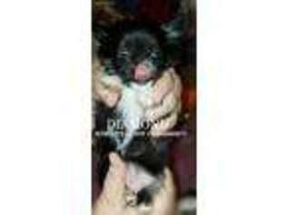 Chihuahua Puppy for sale in Batesville, AR, USA