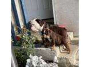 Olde English Bulldogge Puppy for sale in Burbank, CA, USA
