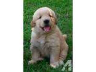 Golden Retriever Puppy for sale in SAINT PAULS, NC, USA