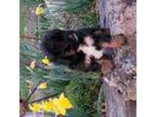 Mutt Puppy for sale in Clinton, MO, USA