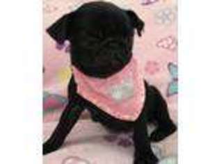 Pug Puppy for sale in Slate Hill, NY, USA