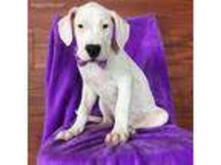 Dogo Argentino Puppy for sale in Denver, PA, USA