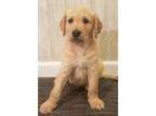 Labradoodle Puppy for sale in Jackson, MI, USA