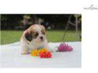 Lhasa Apso Puppy for sale in Lexington, KY, USA
