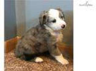 Australian Shepherd Puppy for sale in Sioux Falls, SD, USA
