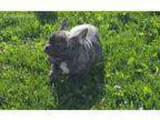 French Bulldog Puppy for sale in Sears, MI, USA