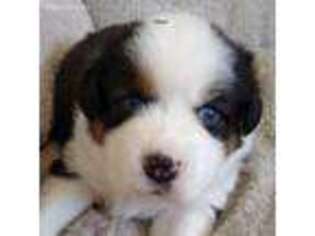 Australian Shepherd Puppy for sale in Richland, MI, USA