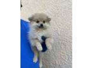 Pomeranian Puppy for sale in Sierra Vista, AZ, USA