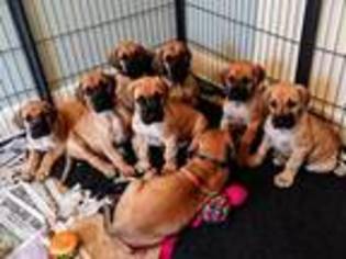 Great Dane Puppy for sale in Bournemouth, , United Kingdom