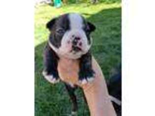 Boston Terrier Puppy for sale in Grand Junction, CO, USA