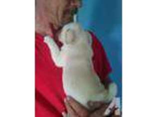 Pug Puppy for sale in HANOVER, MI, USA