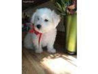 Bichon Frise Puppy for sale in Mountainburg, AR, USA