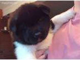 Akita Puppy for sale in Saltillo, MS, USA