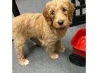 Labradoodle Puppy for sale in Atwater, CA, USA