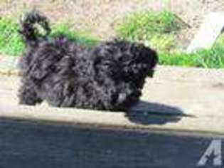 Labradoodle Puppy for sale in GRANTS PASS, OR, USA