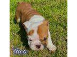 Bulldog Puppy for sale in Celina, TX, USA