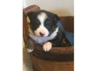 Miniature Australian Shepherd Puppy for sale in Pine Knot, KY, USA