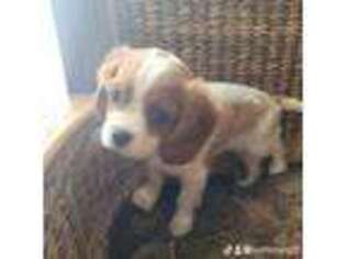 Cavalier King Charles Spaniel Puppy for sale in Flint, MI, USA