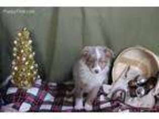 Miniature Australian Shepherd Puppy for sale in Argyle, WI, USA