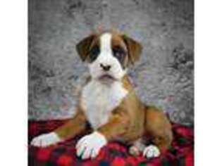 Boxer Puppy for sale in Moreno Valley, CA, USA