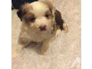 Mutt Puppy for sale in FOLSOM, CA, USA