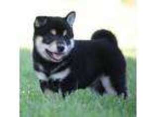 Shiba Inu Puppy for sale in Oronogo, MO, USA