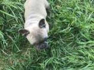 French Bulldog Puppy for sale in Ridgway, CO, USA