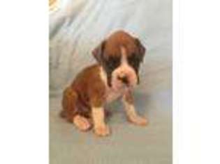 Boxer Puppy for sale in Okarche, OK, USA