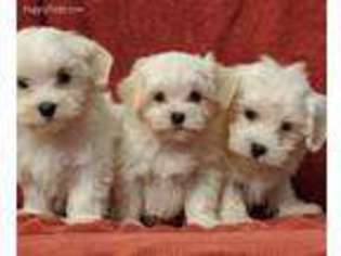 Maltese Puppy for sale in Munster, IN, USA