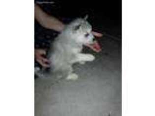 Siberian Husky Puppy for sale in Farmington, UT, USA