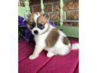 Shiba Inu Puppy for sale in Seneca, KS, USA