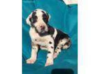 Great Dane Puppy for sale in Rogers, AR, USA