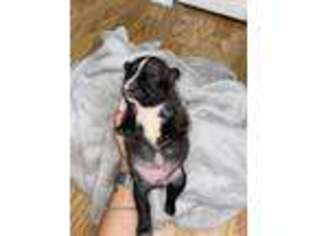 French Bulldog Puppy for sale in Oak Creek, WI, USA