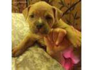 Mutt Puppy for sale in Sayreville, NJ, USA
