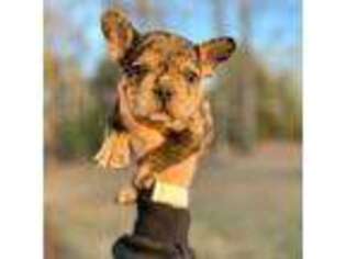 French Bulldog Puppy for sale in Fredericksburg, VA, USA