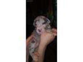 Great Dane Puppy for sale in Akron, OH, USA