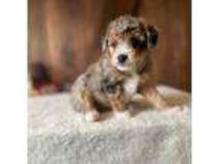 Mutt Puppy for sale in Waterford Works, NJ, USA