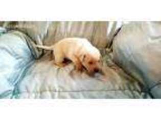 Labrador Retriever Puppy for sale in Troy, IN, USA