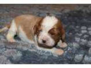 Cavalier King Charles Spaniel Puppy for sale in Waynesville, MO, USA