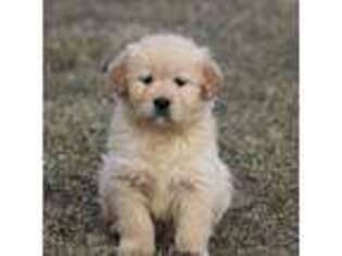 Golden Retriever Puppy for sale in Snover, MI, USA