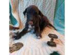Great Dane Puppy for sale in Blue Ridge, VA, USA