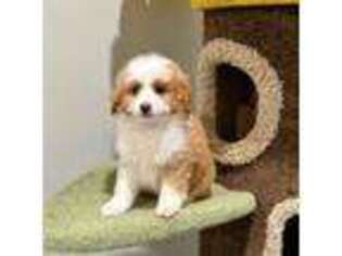 Mutt Puppy for sale in Arcadia, CA, USA