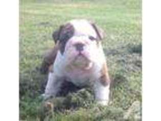 Bulldog Puppy for sale in BULLARD, TX, USA