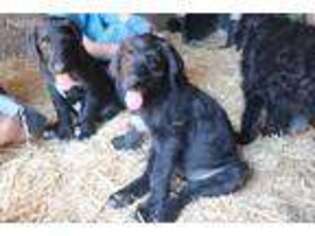 Great Dane Puppy for sale in Rapid River, MI, USA