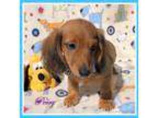 Dachshund Puppy for sale in Monterey, CA, USA